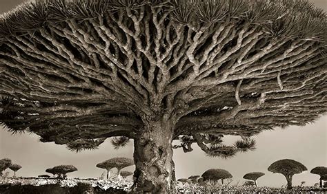 A Woman Dedicated Years Capturing The World S Most Ancient Trees