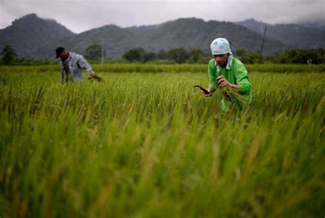 Filipino Farmers Demand End To Rice Hoarding Profiteering World