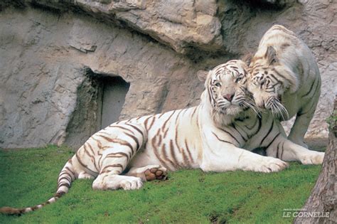 Tigre Del Bengala Parco Faunistico Le Cornelle