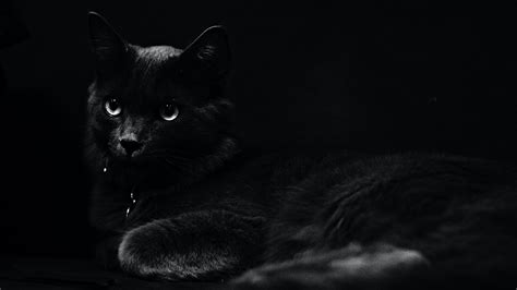 Wallpapers Hd Dark Black Cat