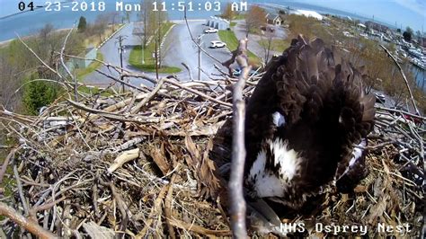 Osprey Laying An Egg 2018 Youtube
