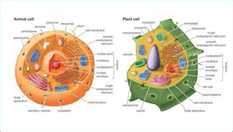 Biology Form Five Cytology Msomi Bora
