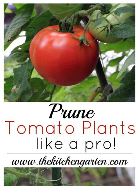 How To Prune Tomato Plants The Kitchen Garten