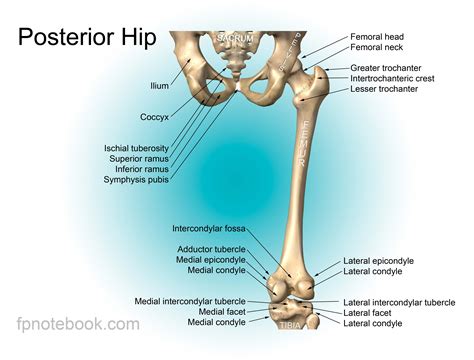 When you stand or walk, all the weight of your upper body rests on them. Hip Anatomy