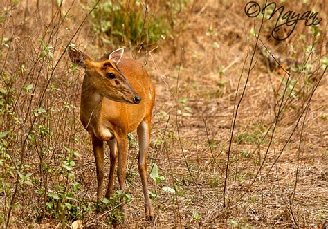 Indian Muntjac Muntiacus Muntjak Also Called As The Barking Deer