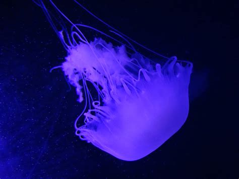 Oct 2015 Jellyfish Gallery Pacific Sea Nettle Zoochat