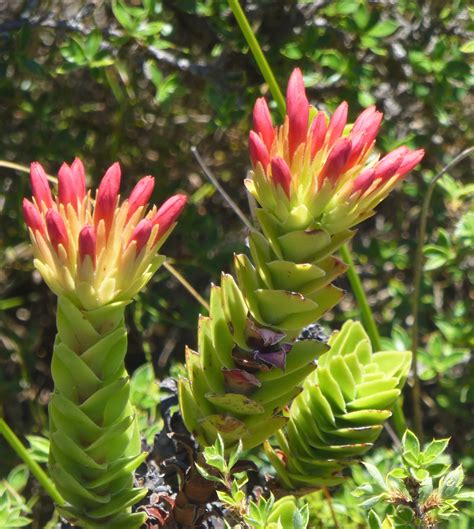 crassula coccinea stonecrop flora crassulaceae crassulas