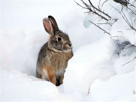 Do Rabbits Like The Snow The Complete Guide Mercury Pets