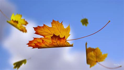 Autumn Leaves Fall Blue Sky Background Hd Wallpaper Id 6043
