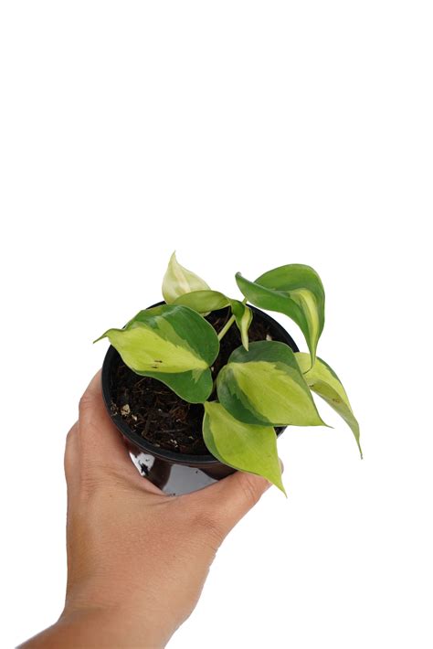 Hederaceum, but this one is a cultivar known as philodendron hederaceum. PHILODENDRON BRASIL 10.5cm / 105mm