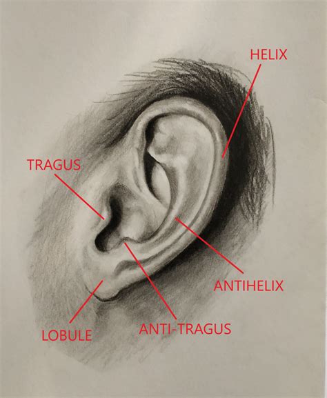 How To Draw Ear Profile View Drawing Ear In Simple Steps Lov4arts