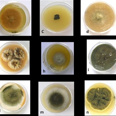 Fungal Endophyte Cultures A Alternaria Alternata B Aspergillus