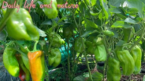 How To Prune Pepper Plants Prune Pepper Plant Increased Production