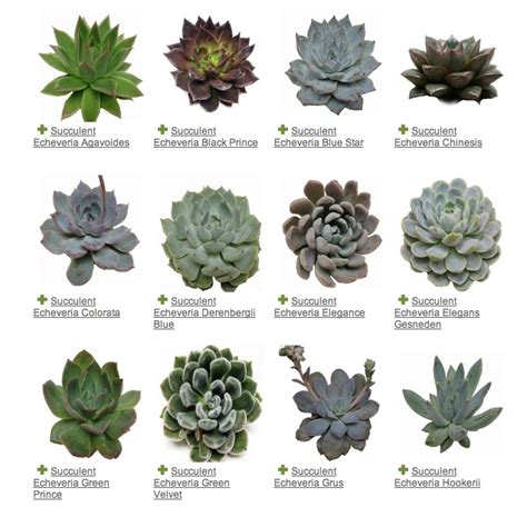 Succulents A Plant Guide — My Soulful Home Suculentas Cactos E