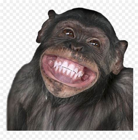[View 21+] View Funny Png Images Download Background vector