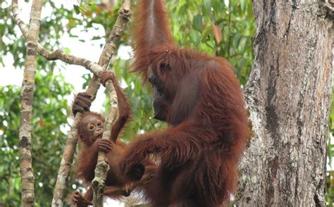 Protecting Forests For Orangutans Bringing Together A Historic Team
