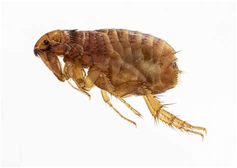 Flea Now Parasites From Domestic Pets Affecting Wildlife World Wide