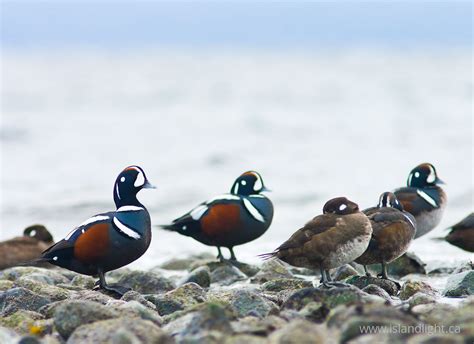 Histrionicus Histrionicus ~ Harlequin Duck Stockphoto From Cortes