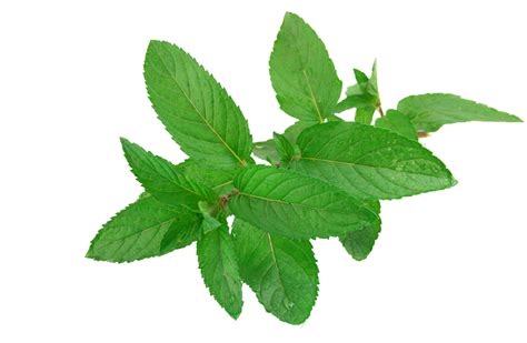 Gambar Peppermint Png Hd Png All