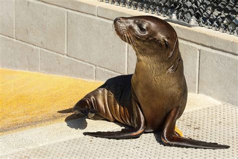 How The Marine Mammal Center Highlights The Importance Of Ocean