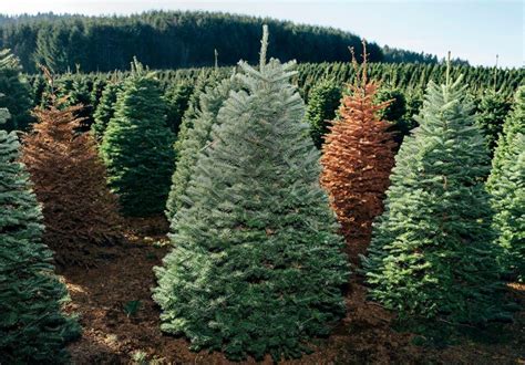 12 Best Christmas Tree Farms In Usa For Perfect Christmas Trees Live