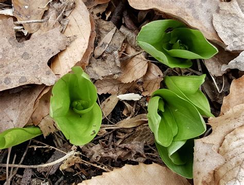 No commitments or subscription packages! Lily? Morris County NJ | Plants, Morris county, Morris