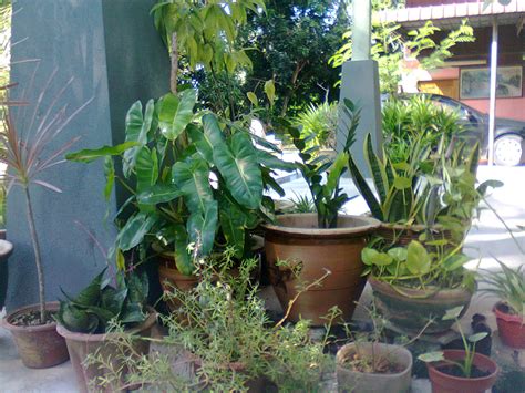 Pokok hiasan dalam rumah #7 orkid. aku & kehidupan ini: pokok hiasan di luar rumah