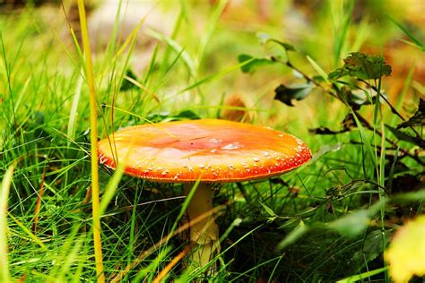 Hd Wallpaper Mushroom Meadow Ground Toxic Nature Green Forest