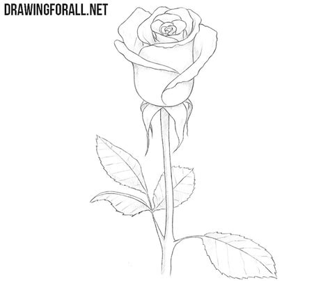 How To Draw A Rose With Pencil Step By Step Easy Pic Sauce
