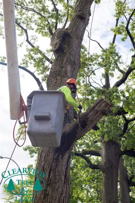 Queens Tree Service Tree Removal And Pruning Clearview Tree And Land