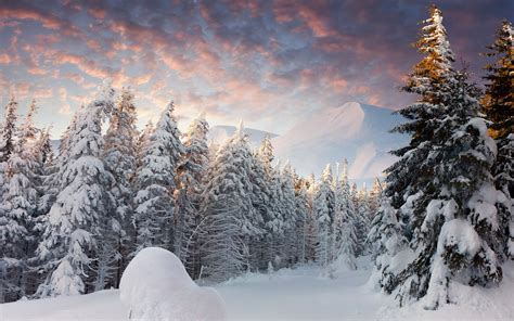 Winter Wonderland Hd Wallpaper Background Image 2560x1600 Id
