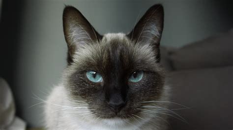 Facts About The Siamese Cat Catsinfo
