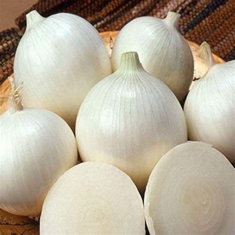 100 Pcs White Sweet Spanish Onion Seeds Etsy