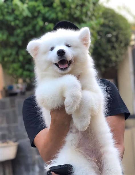 Samoyed Fluffy White Samoyed Puppies Dogs For Sale Price