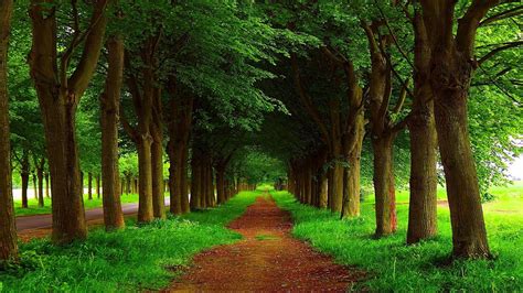 Trees Woodland Tree Alley Alley 1080p Roadside Countryside Grove