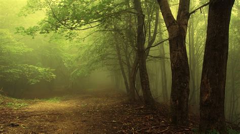 Fog In The Morning Forest Wallpapers And Images Wallpapers Pictures