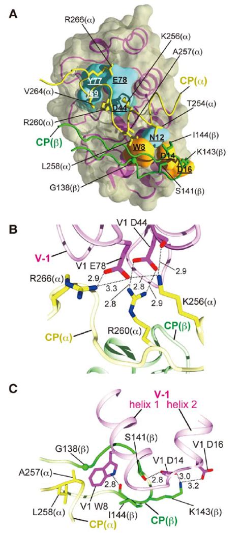 V 1 Sterically Hinders Cp From The Barbed End Superposition Of The