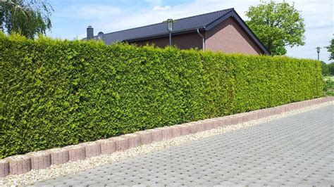 Lebensbaum Thuja Brabant Kaufen Premium Qualität Bis 3 Meter