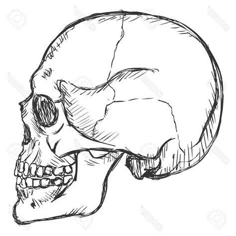 Skull Side View Sketch Clashing Pride