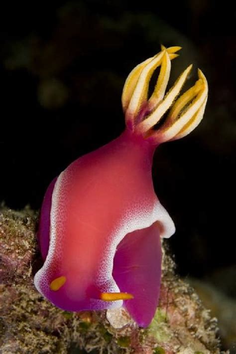 The Vibrant And Vivid Colors Of The Sea Snail Nature