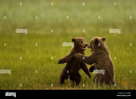 Grizzly Bear Cubs Play In A Coastal Meadow Stock Photo Alamy