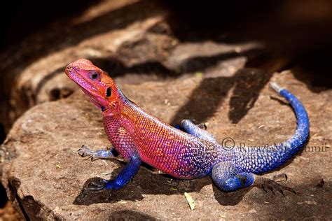 Red Headed Rock Agama Beautiful Snakes Lizard Reptile Snakes