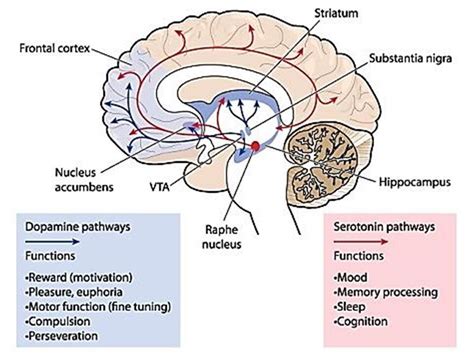 Sistema De Recompensa Cerebral Y Fmri Inactivación De Vía Neuronal
