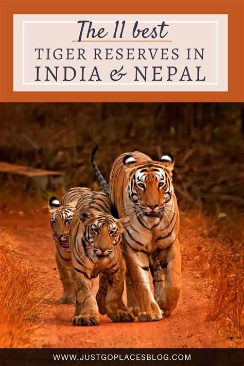 The 10 Best Tigers Safaris In India The Best National Park In Nepal