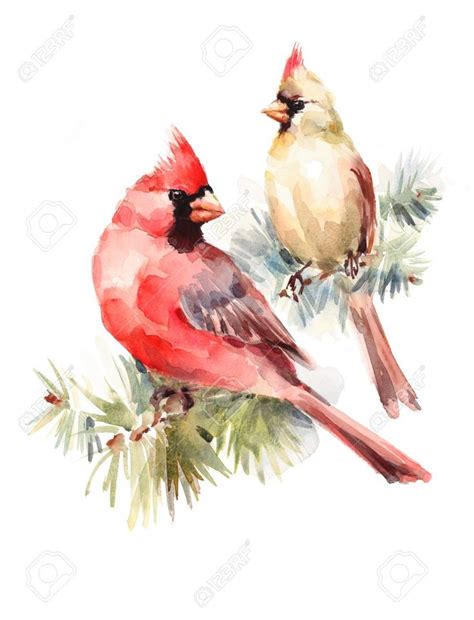 Find & download free graphic resources for watercolor. watercolor cardinals - Google Search in 2020 | Watercolor ...