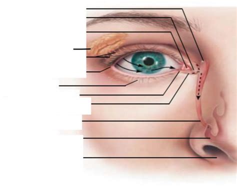External Anatomy Of Eye Quiz