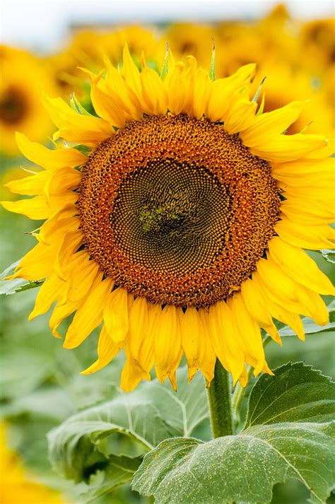 The height of your sunflowers is determined by the variety you grow. Growing sunflowers with children - Growing Family