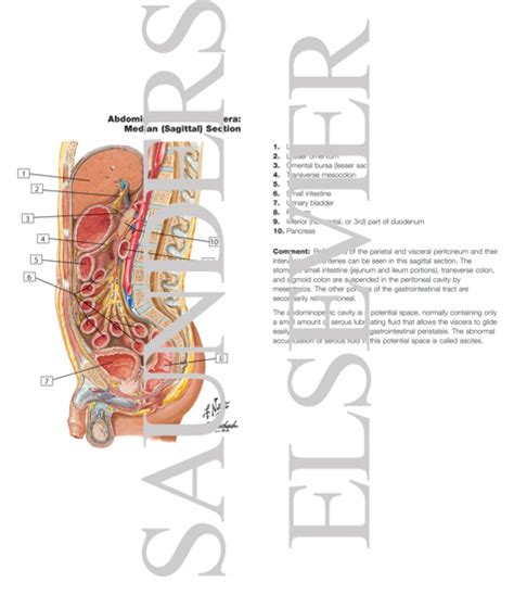 Abdominal Wall And Viscera Median Sagittal Section Peritoneum
