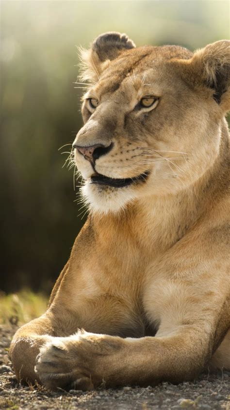 Wallpaper Lion Savanna Cute Animals Animals 4507