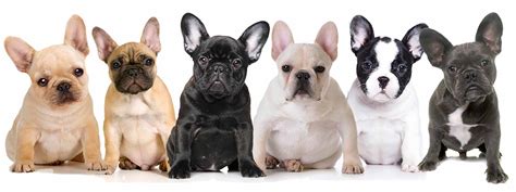 Shop The Blissful Dog French Bulldog Collection Frenchies
